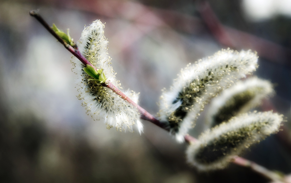 Pussy Willow: Spring is Here