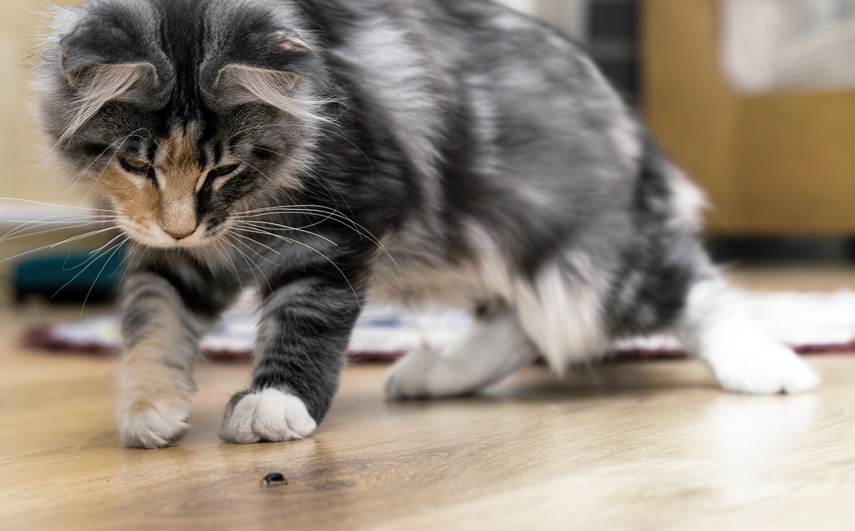 Kitten vs Bug